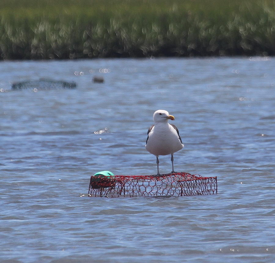Beach Photograph - Seagull and Crab Cage by Cathy Lindsey