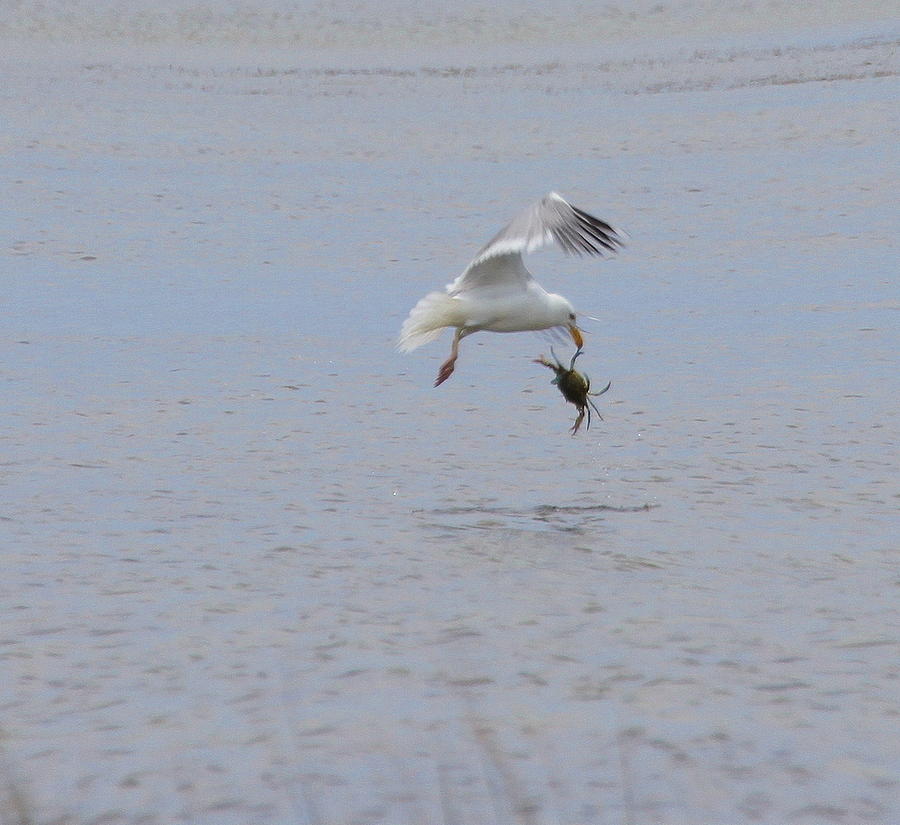 Seagull Photograph - Seagull and Crab by Cathy Lindsey