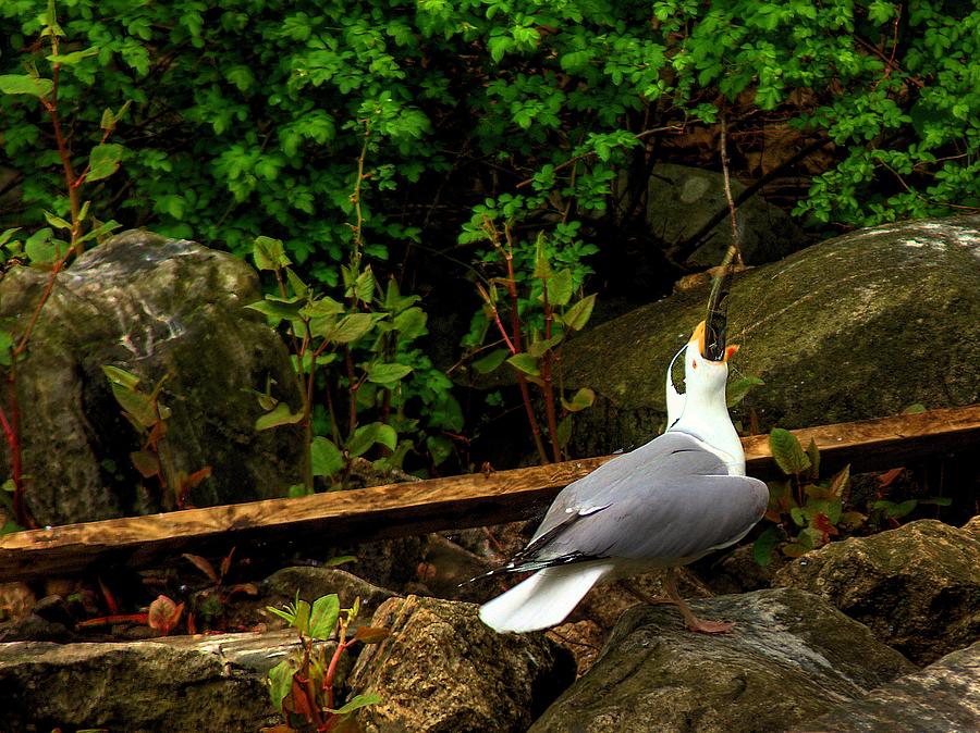 Seagull and his Dinner Photograph by Perry Frantzman