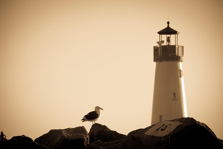 Seagull and lighthouse in Santa Cruz California Photograph by Gary Dance