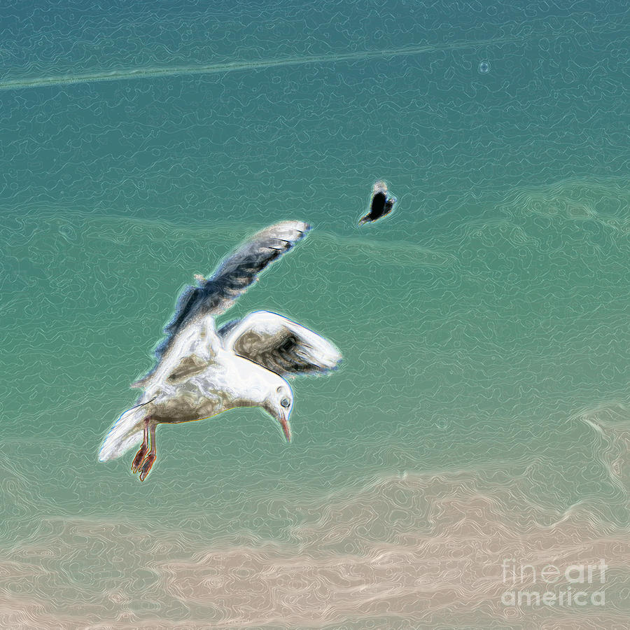 Seagull Photograph - 10759 Seagull and Pigeon In Flight by Colin Hunt
