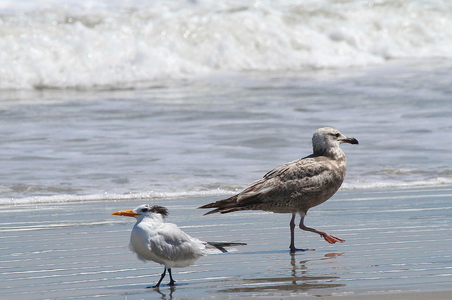 Beach Photograph - Seagull and Royal Tern 2 by Cathy Lindsey