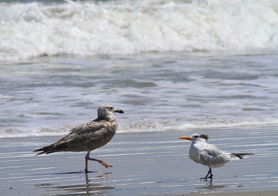 Beach Photograph - Seagull and Royal Tern by Cathy Lindsey