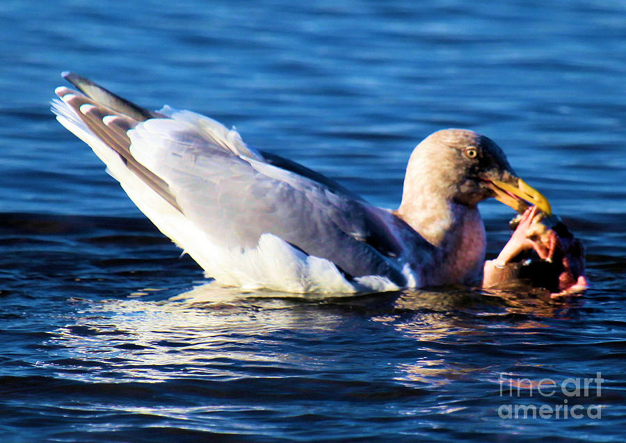 Seagull And Salmon Photograph by Adam Jewell