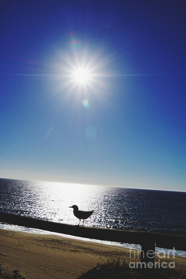Seagull and Sun Photograph by Cassandra Buckley