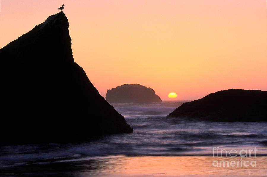 Nature Photograph - Seagull and Sunset by Inge Johnsson