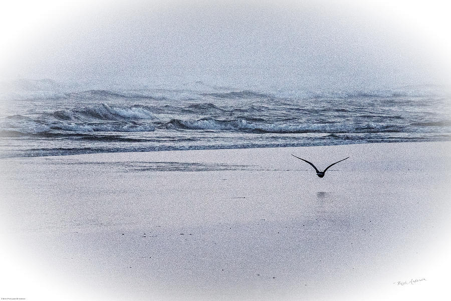 Seagull and Surf Photograph by Mick Anderson