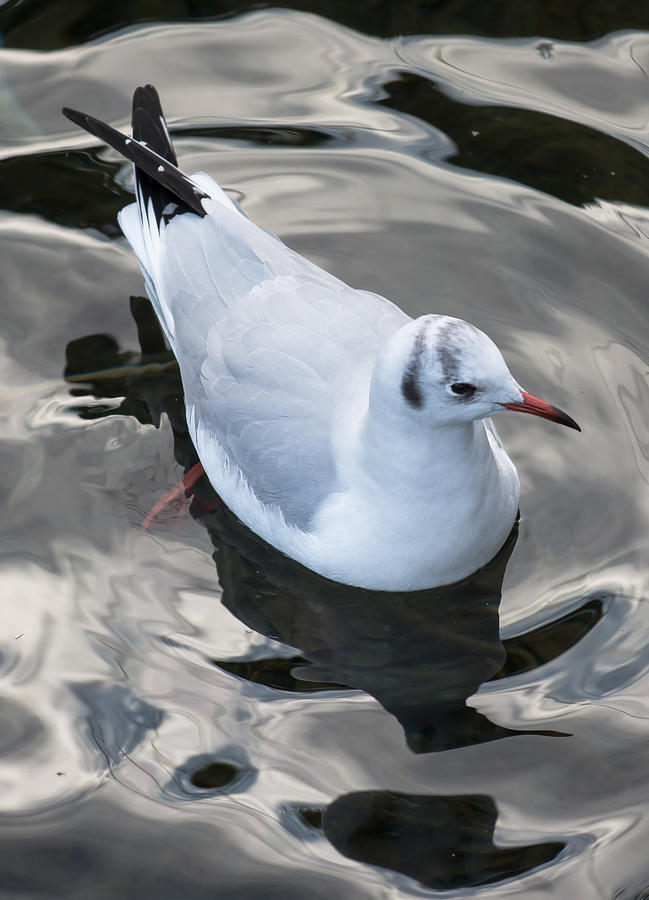 Seagull And Water Reflections Photograph by Andreas Berthold