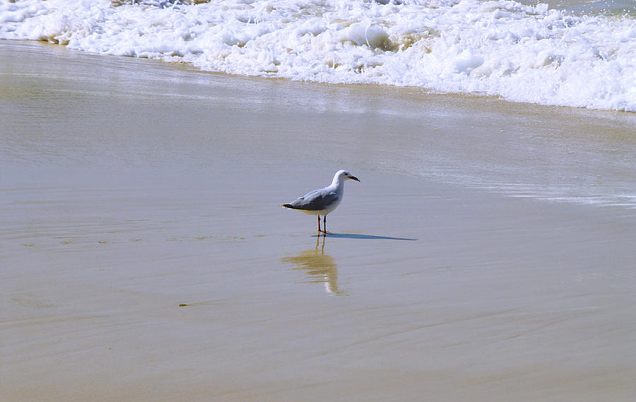 Seagull And Waves Photograph