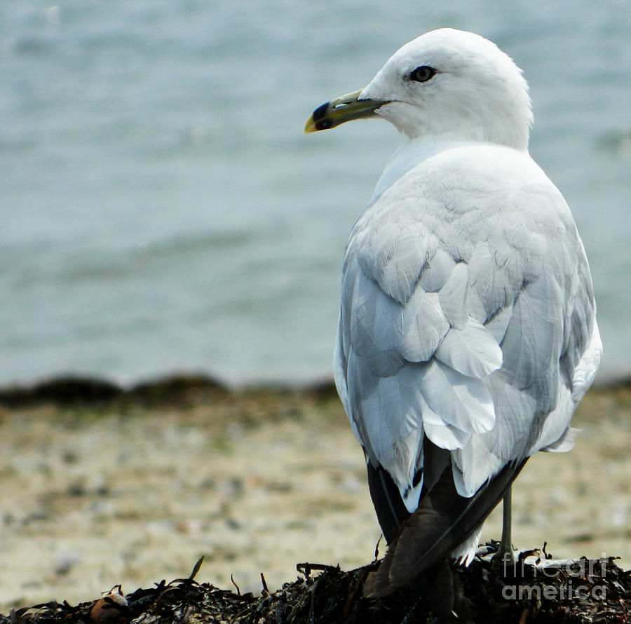 Seagull Photograph by Andrea Anderegg