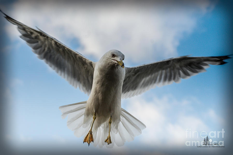 Seagull Angel Photograph by Ronald Grogan