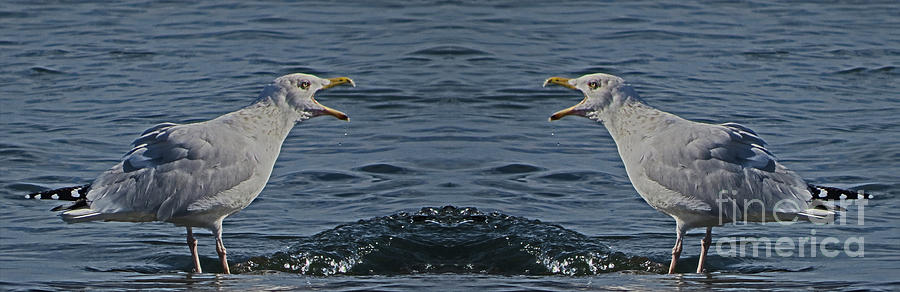 Seagull Argument Photograph by Dawn Gari