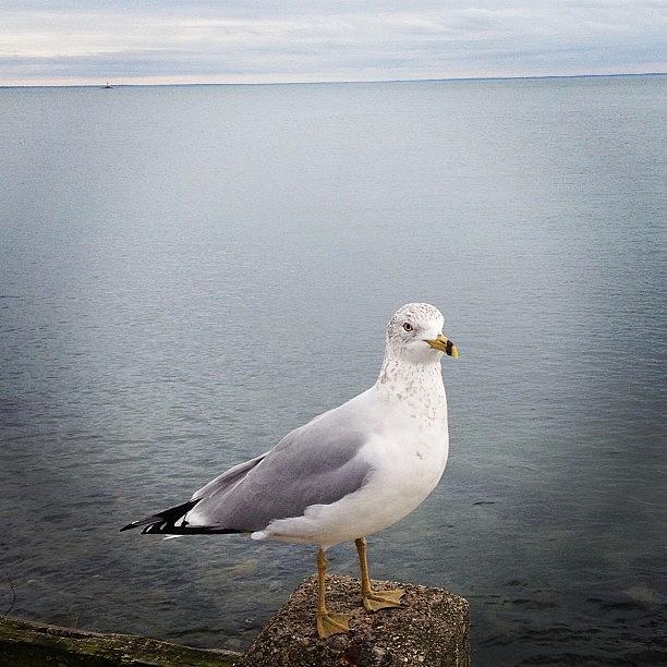 Seagull Photograph - Seagull by Ashley Morton