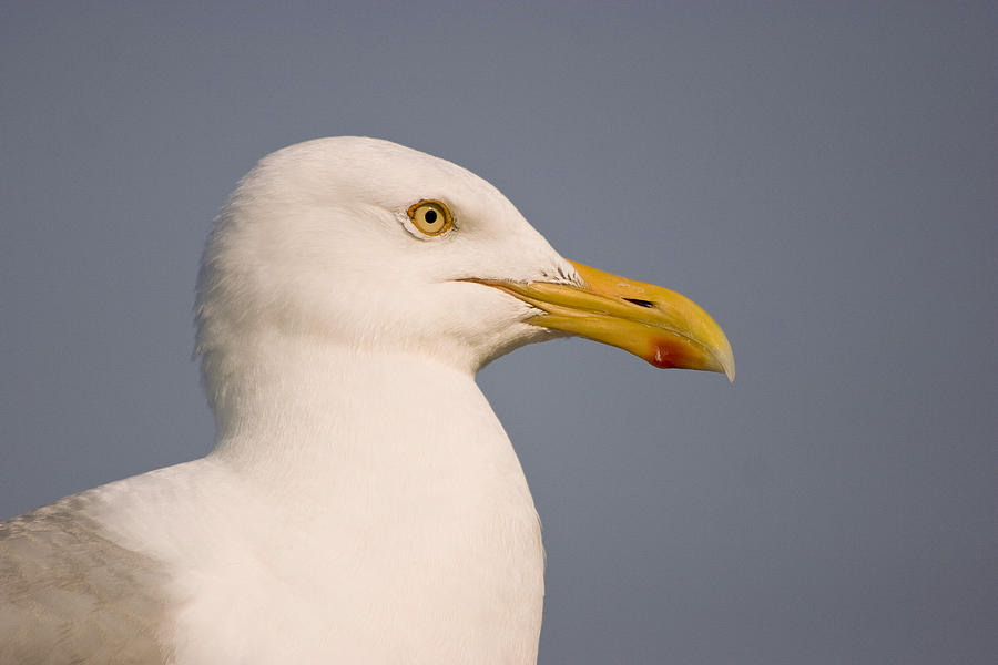 Seagull Photograph - Seagull at Chatham Pier by Ben Shields