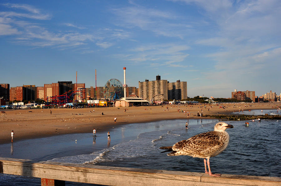 Seagull at Coney Island Photograph by Diane Lent