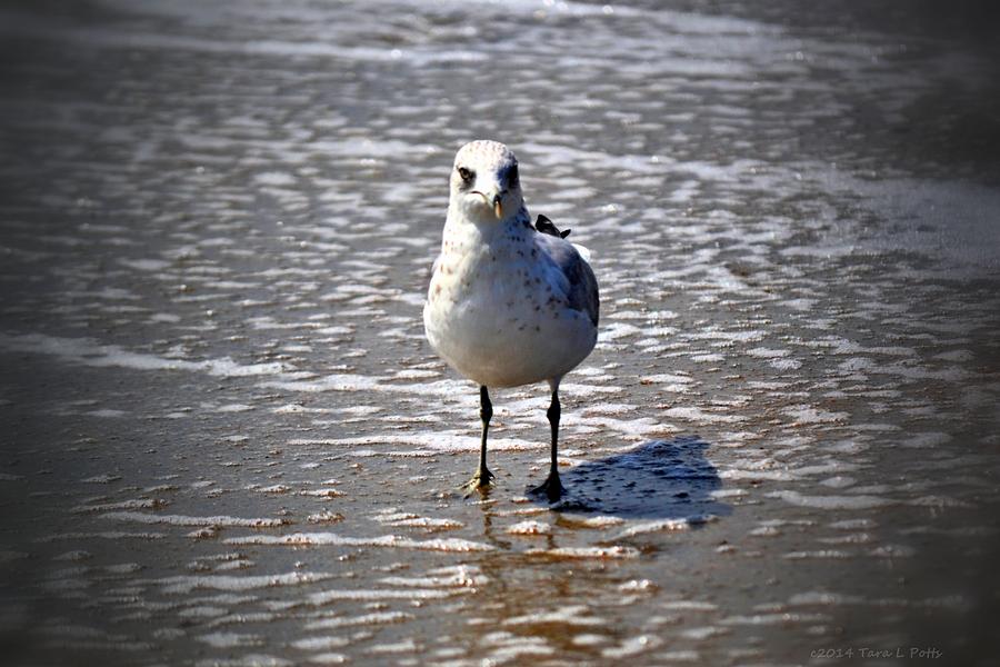 Seagull at Low Tide Photograph by Tara Potts