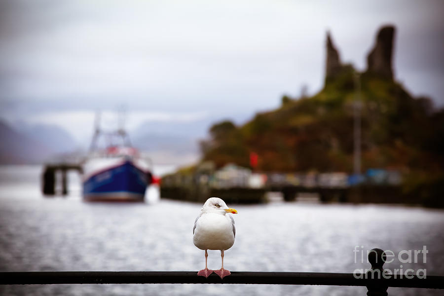Architecture Photograph - Seagull at Moil Castle by Jane Rix