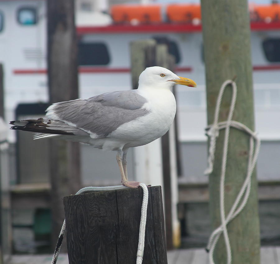Seagull Photograph - Seagull at Oregon Inlet 12 by Cathy Lindsey