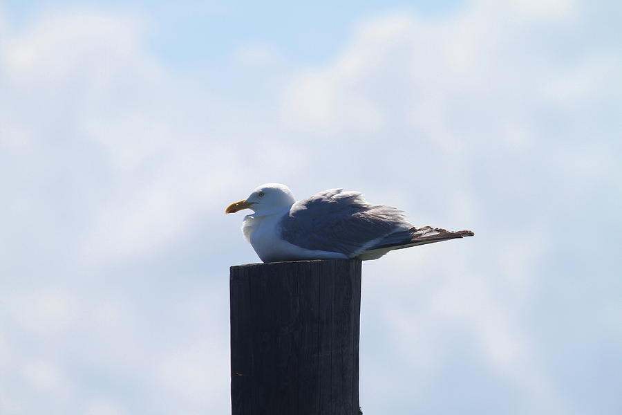 Seagull Photograph - Seagull at Oregon Inlet 2 by Cathy Lindsey