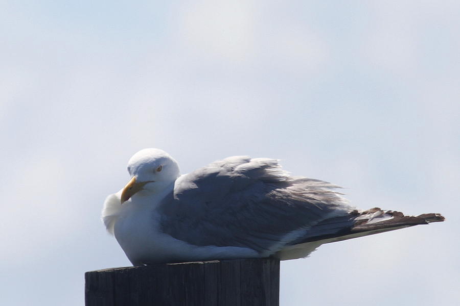 Seagull Photograph - Seagull at Oregon Inlet 3 by Cathy Lindsey
