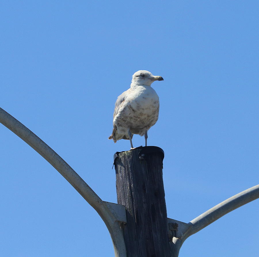 Seagull Photograph - Seagull at Oregon Inlet 4 by Cathy Lindsey
