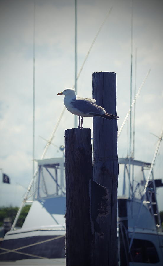 Seagull Photograph - Seagull at Oregon Inlet 6 by Cathy Lindsey