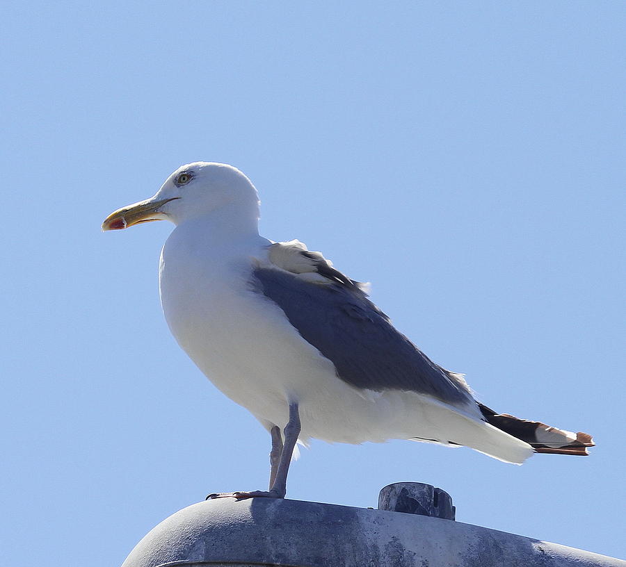 Seagull Photograph - Seagull at Oregon Inlet 7 by Cathy Lindsey
