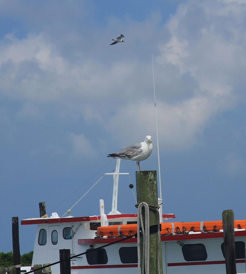 Seagull Photograph - Seagull at Oregon Inlet 8 by Cathy Lindsey
