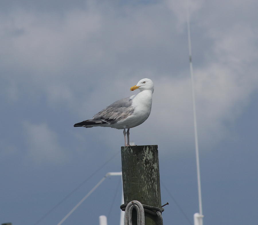 Seagull Photograph - Seagull at Oregon Inlet 9 by Cathy Lindsey