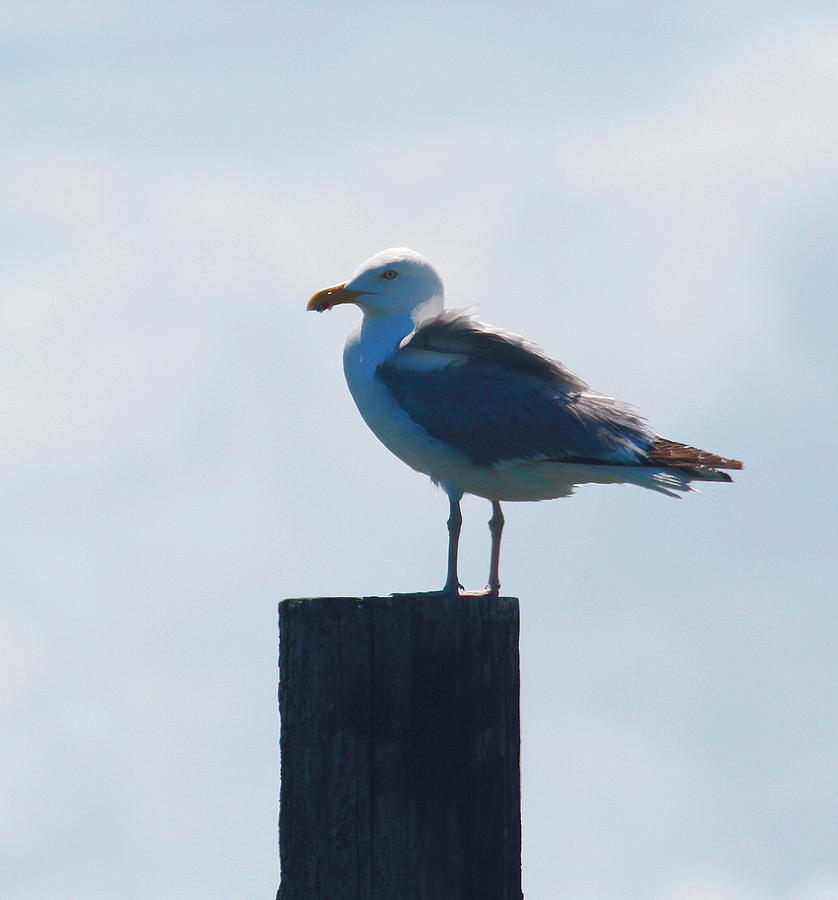 Seagull Photograph - Seagull at Oregon Inlet  by Cathy Lindsey