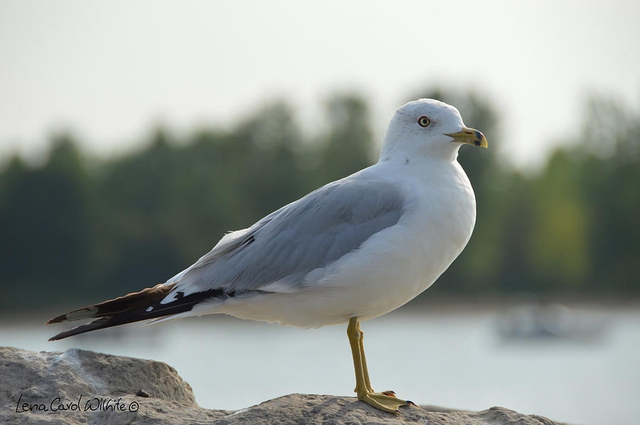 Seagull At Rest Photograph by Lena Wilhite