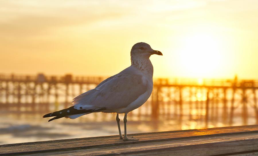 Nature Photograph - Seagull at sunrise by David Jordan