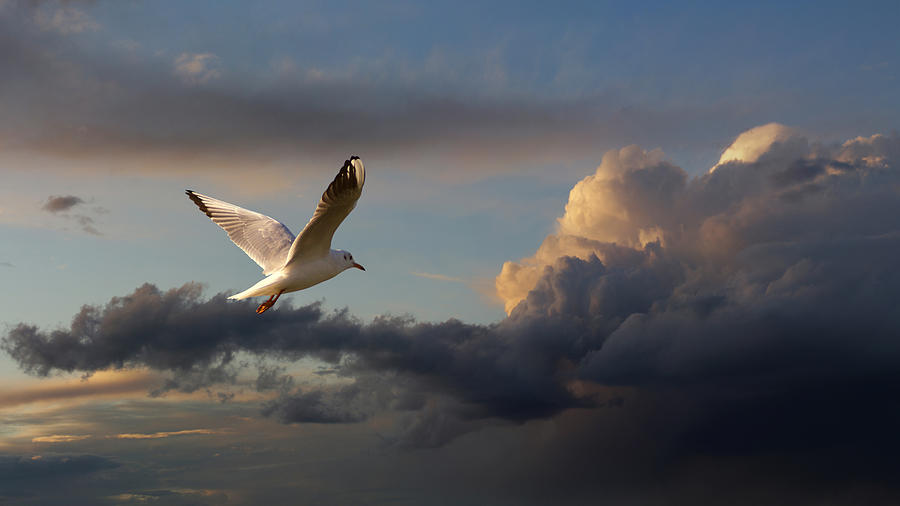 Seagull At Sunset Photograph by Dragan Todorovic