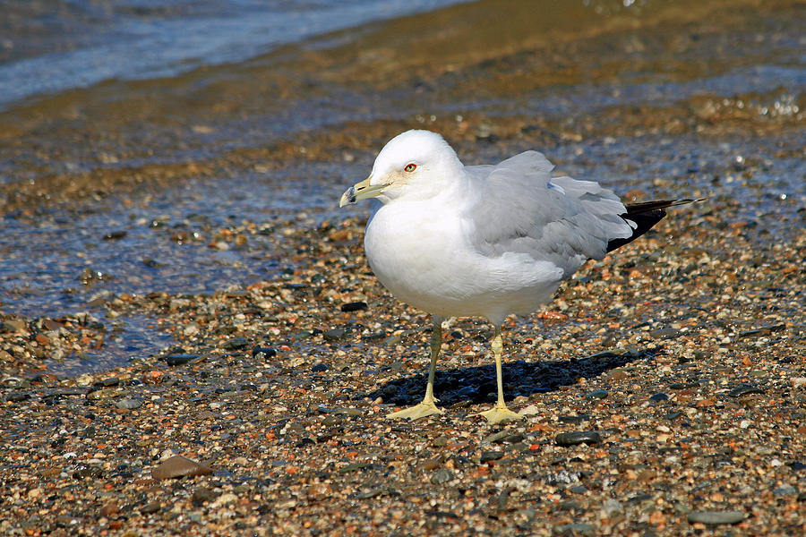 Seagull at the Beach Photograph by Barbara West