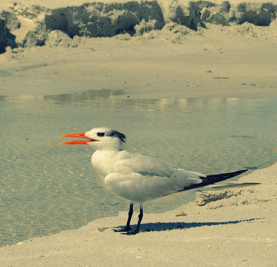 Seagull At The Beach Photograph