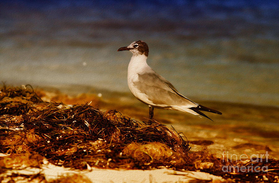 Seagull Photograph - Seagull At The Keys by Deborah Benoit