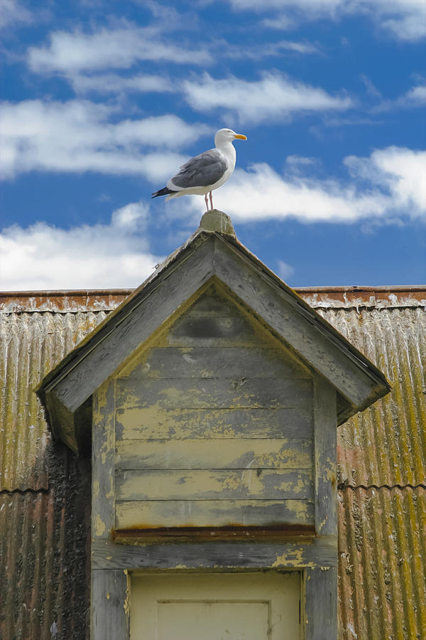 Seagull Photograph - Seagull Atop A Gable by Wes Jimerson