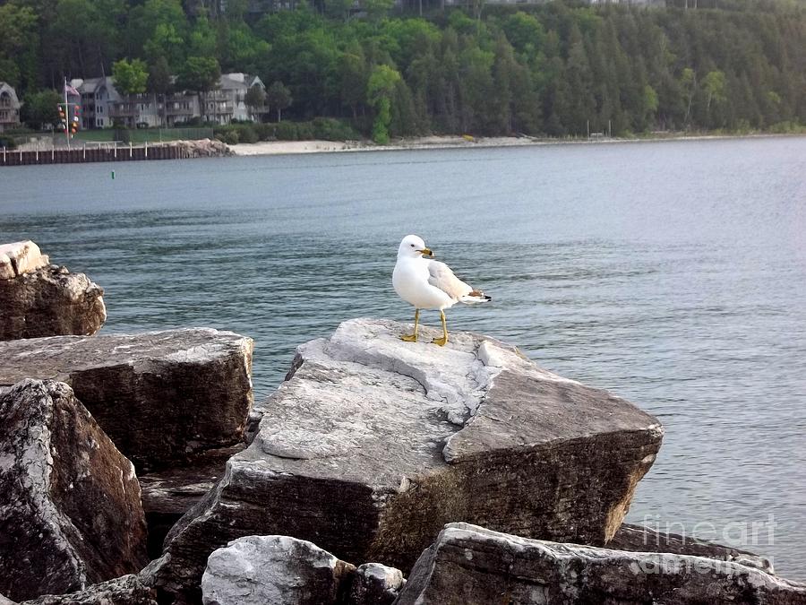 Seagull Awaits Photograph by Deb Schense