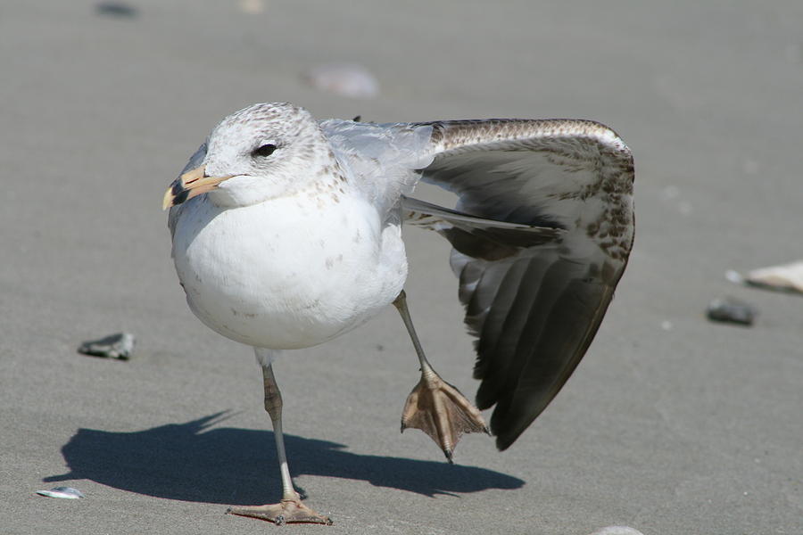Seagull Photograph - Seagull Ballet by Beth Andersen