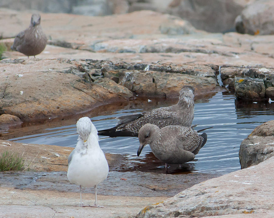 Acadia National Park Photograph - Seagull Bath by Kirkodd Photography Of New England
