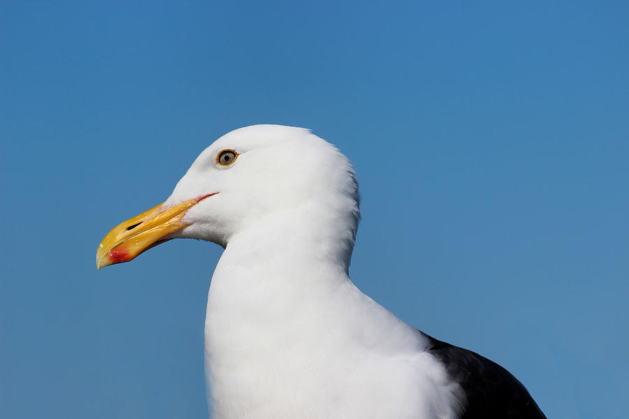 Seagull Photograph by Becca Buecher