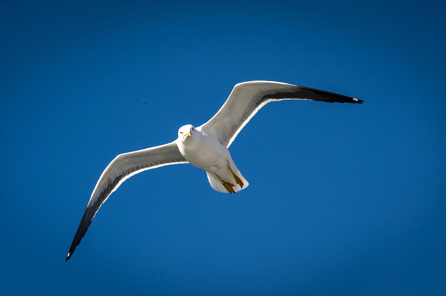 Seagull Photograph by Bill Howard