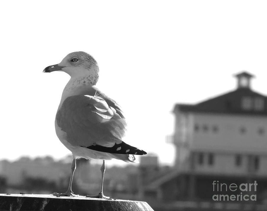 Seagull black white Photograph by Andrea Anderegg