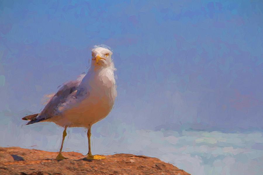 Seagull Blue Photograph by Alice Gipson