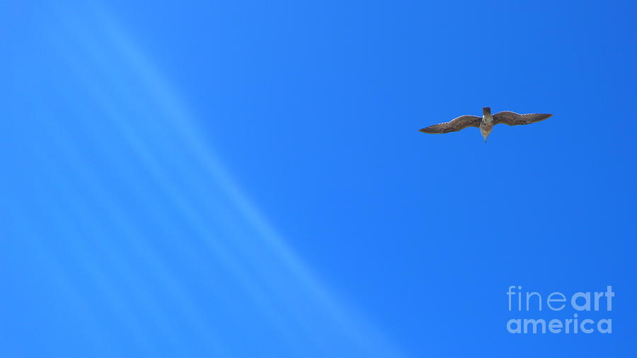 Seagull Blue Sky Photograph by Nora Boghossian