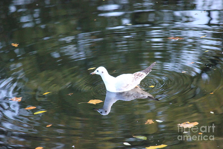 Seagull Photograph - Seagull body reflection by Four Hands Art