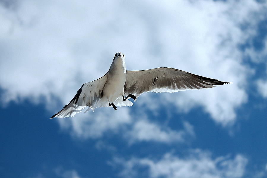 Bird Photograph - Seagull Braking by Karl Monkemeyer