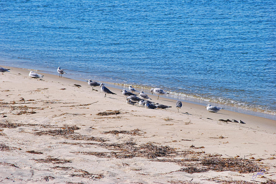 Seagull Buffet On The Chesapeake Bay Photograph by Paulette B Wright