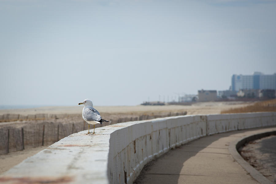 Feather Photograph - Seagull by the Seaside by Erin Cadigan