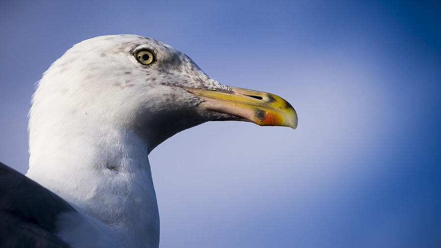 Seagull - Cape Neddick - Maine Photograph by Steven Ralser